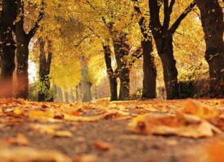 W tym tygodniu jeszcze raz w Gryficach zagości złota polska jesień. Warto wykorzystać ocieplenie i wybrać się na spacer!