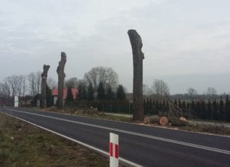 wycinka drzew na trasie Gryfice Kamien Pomorski