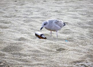 W sobotę, 25 maja, w Rewalu rusza akcja sprzątania plaży.