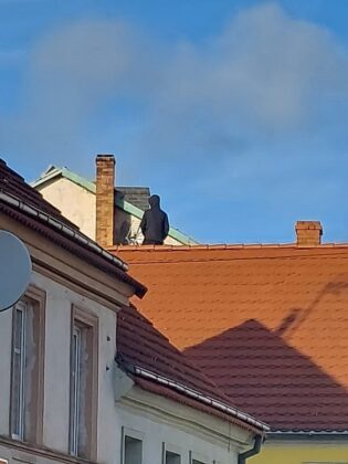 człowiek na dachu